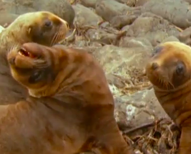 Must Watch: BBC Animal Voice Overs