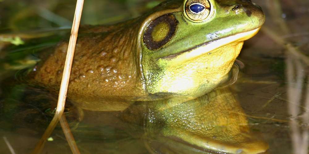 The Gross And Disgusting Bullfrog