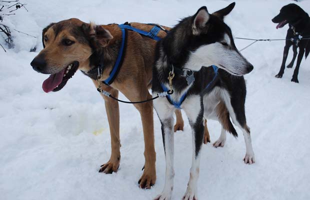 Husky Holocaust! Blame Canada