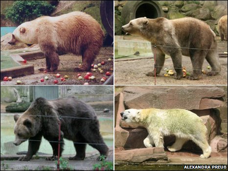Polar/Grizzly Bear Hybrid: We’re Obsessed!
