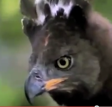 Hide Your Kids! Hide Your Wife! The Crowned Eagle Will Eat Your Babies!
