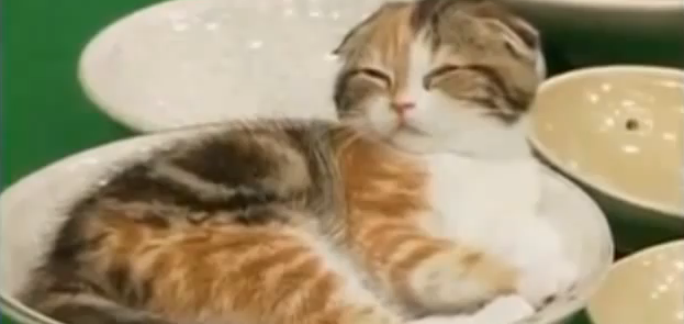 Kittens In Bowls Because…DUH!