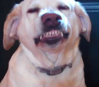 Guiltiest Dog In the World