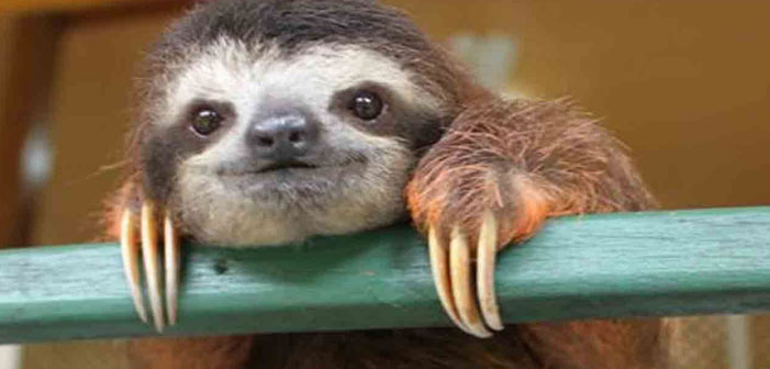 Meet The Sloths