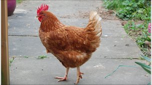 Sex-Change Chicken Brings New Meaning to Cock-a-doodle-do