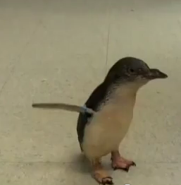 Cookie the Penguin Gets Excited – Payoff at End