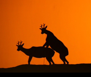 Gay Seduction of Male Deer and Antelope: Puppet Show