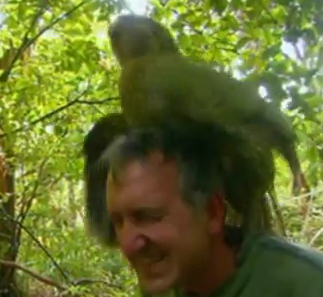 Shagged By a Parrot: Rare Bird on Man Sex
