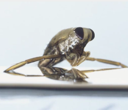 Bug’s Penis Makes It The Planet’s Loudest Creature!
