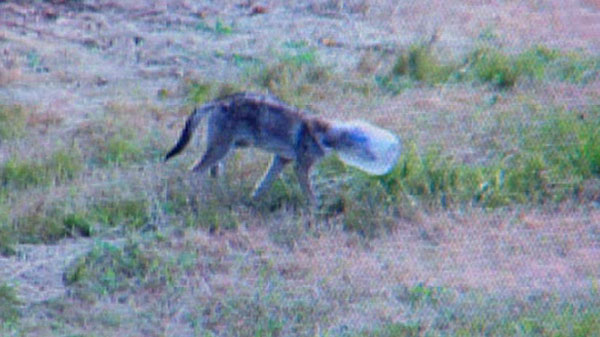 Gay Couple Saves Coyote From Jar Stuck on Head – Huh?