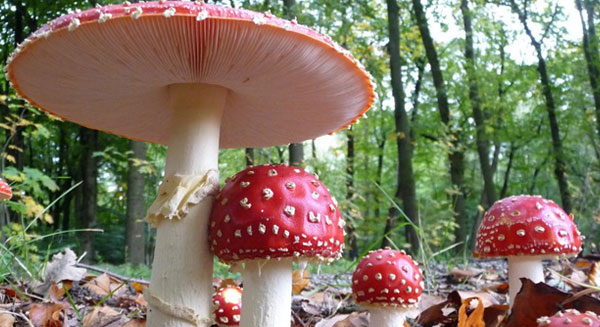 Drug of the Week: Fly Agaric Mushrooms