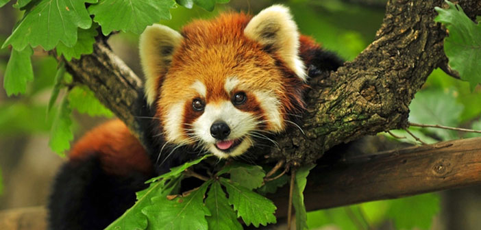 Our Furry Friend The Red Panda Is Going Extinct, But You Can Help!