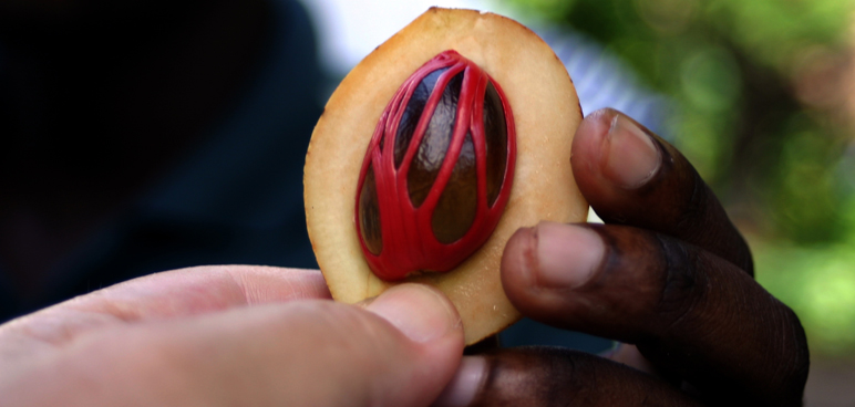 Drug of the Week: Nutmeg