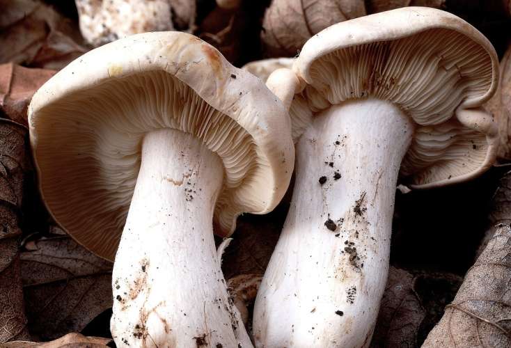 Can This Man And His Mushrooms Stop Monsanto?