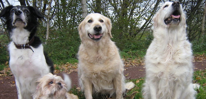 Like All Best Friends, Dogs Will Totally Back You Up