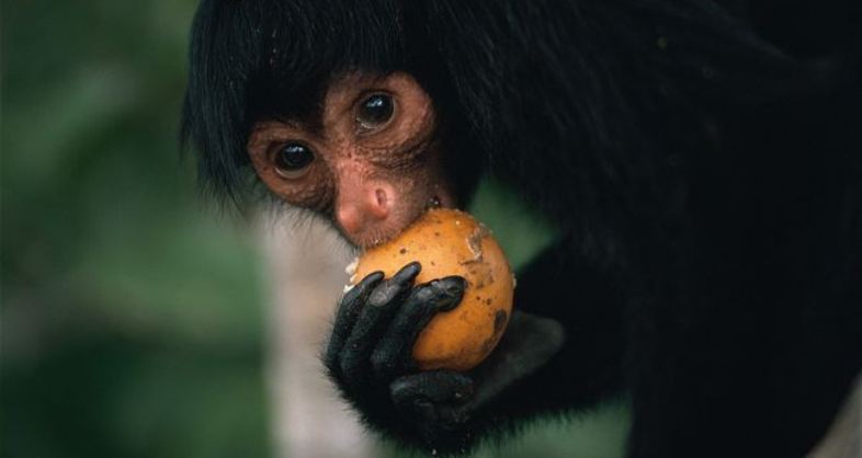 PHOTOS: Black Spider Monkeys Are Blushing With Cuteness