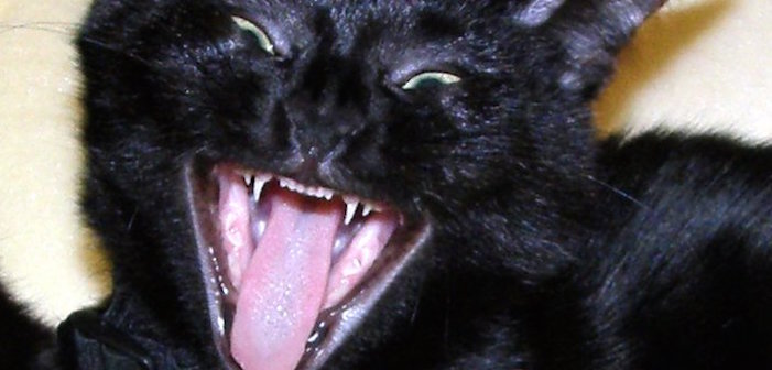 Run For The Hills! An EVIL CAT Is On The Loose In New York!