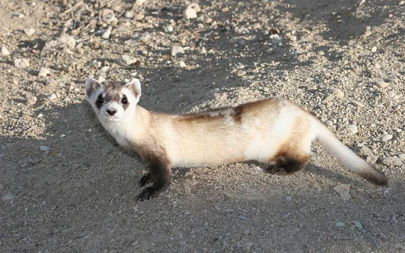PHOTOS: Black-Footed Ferrets Are Loveable Weasels