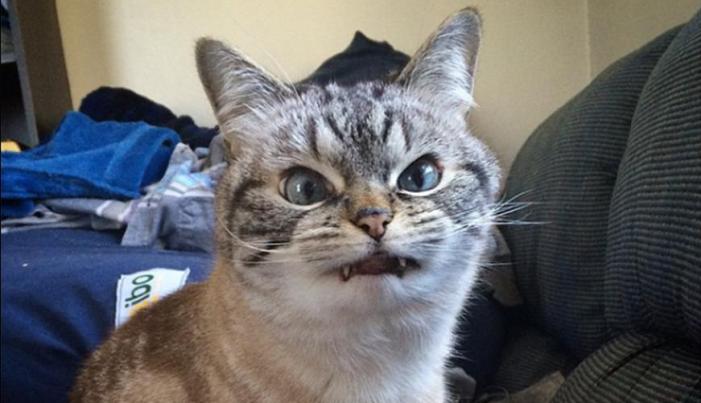 PICS: Move Over Grumpy Cat; Loki Is The Web’s New Scowl Cat