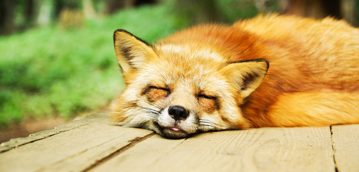 Daylight Savings Time Is Over, So Why Is Getting Up Still So Hard?