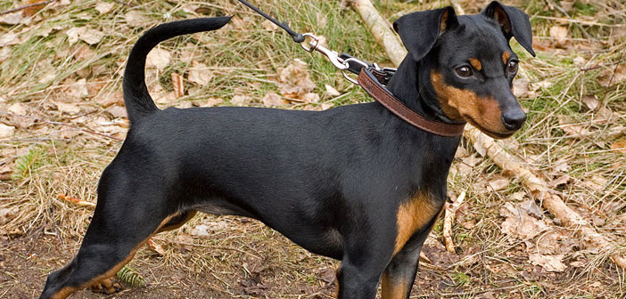Masturbation Killed The Best Dog I Ever Owned