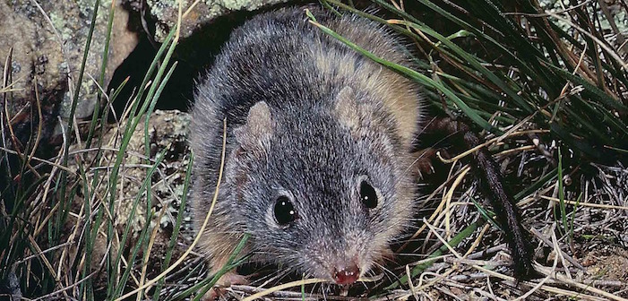 Marsupial Adoravelmente Pequenino Traz Novo Significado A “Orgasmo”