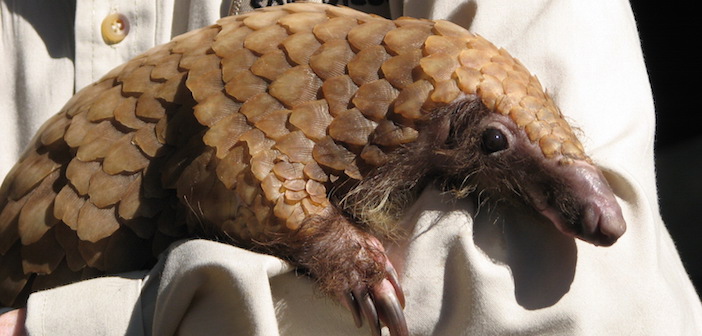 FOTOS: Los pangolines son escamosos, adorable y en peligro de extinción. ¡Pero tú puedes ayudar!
