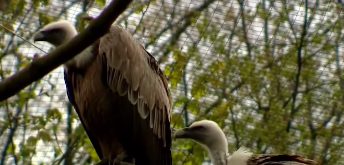 Adorable Gay Vultures And Other Happy LGBTQ News From Around The World