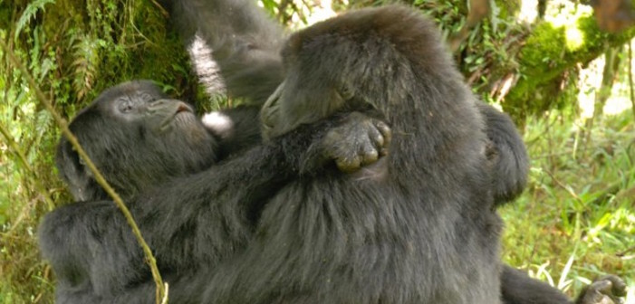 Bisexuals In The Mist: First Photo Of Two Female Gorillas Having Sex