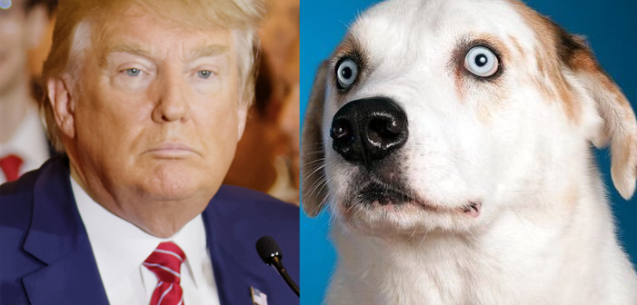 These Cute Animals Fiercely Resist Trump
