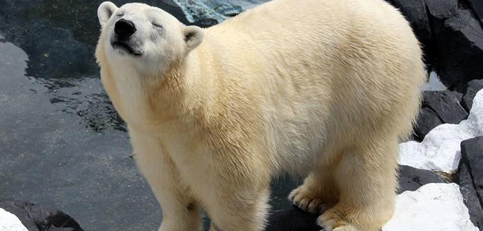Polar Bear Dies Suddenly After Her Long-Term Girlfriend Is Shipped Away