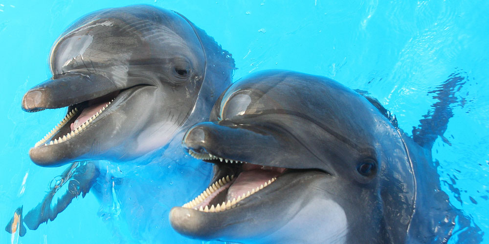 Australian Dolphins Are Gay, Bisexual and Have Orgies (Just Like Us)