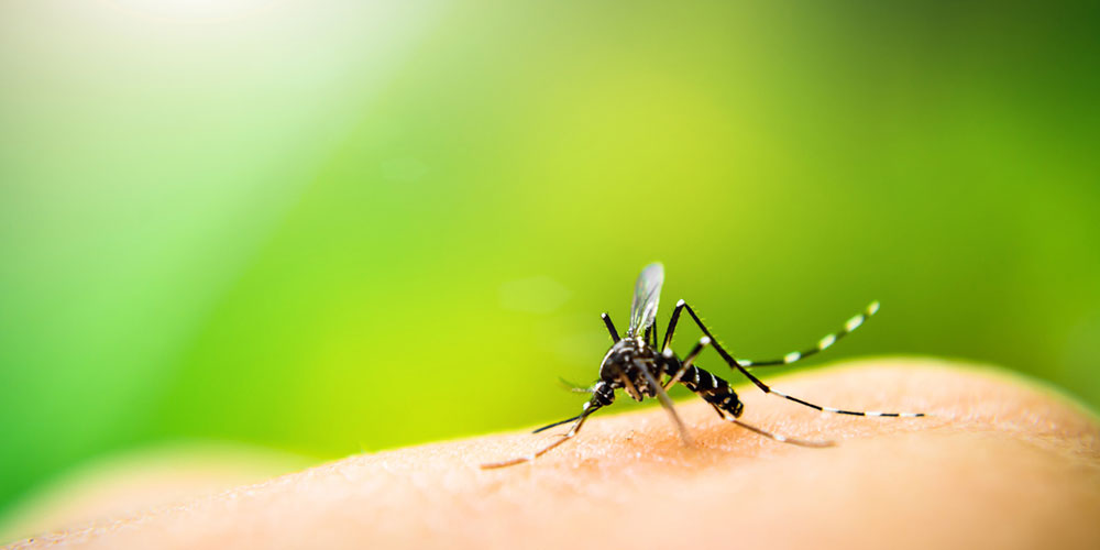 With Mosquito Season Upon Us, This Natural Repellant Is a Great Alternative to Toxic Chemicals