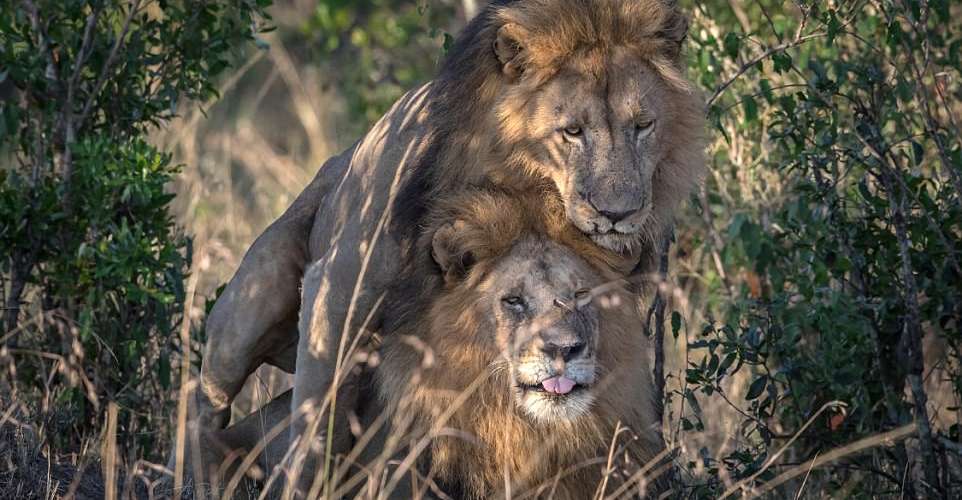 Leões gays são vistos em rara cena de carinho no Quênia