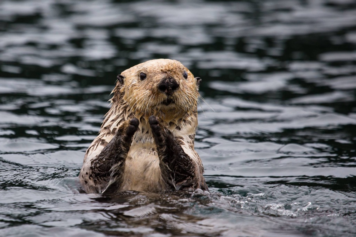 gay emojis otter