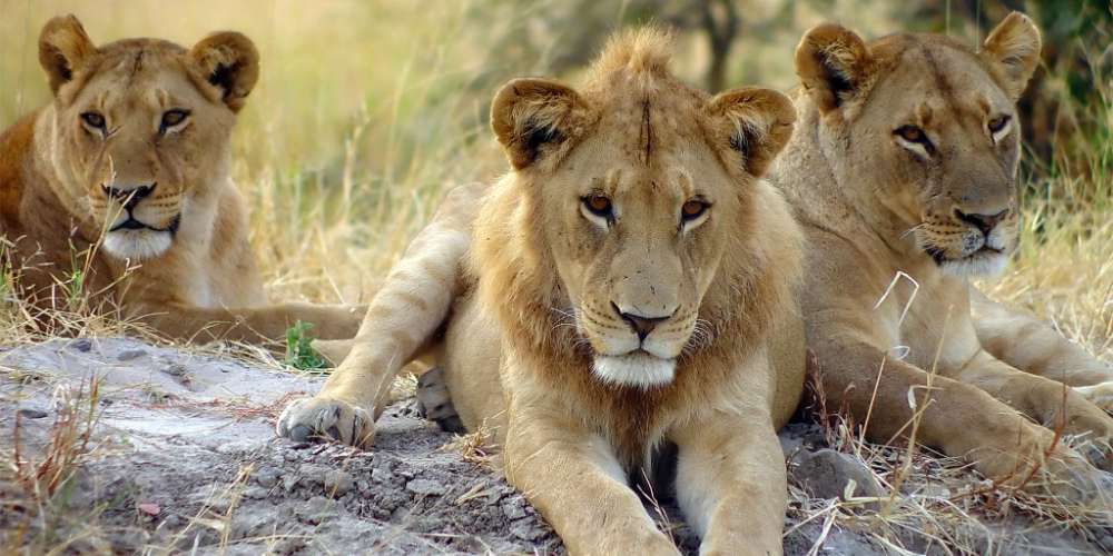 Three ‘Daddy Lions’ Had a Gay Orgy at a Safari Park in England