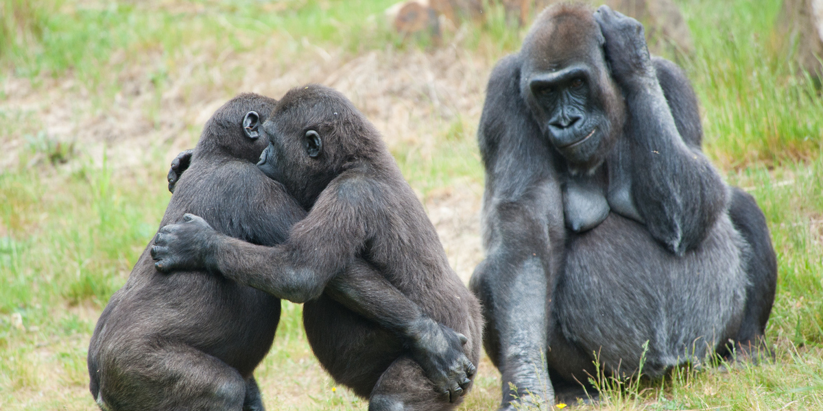 gay gorillas 01, animal homosexuality 01 scott lively governor