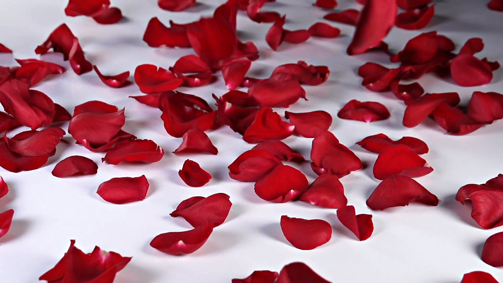 romanric night rose petals