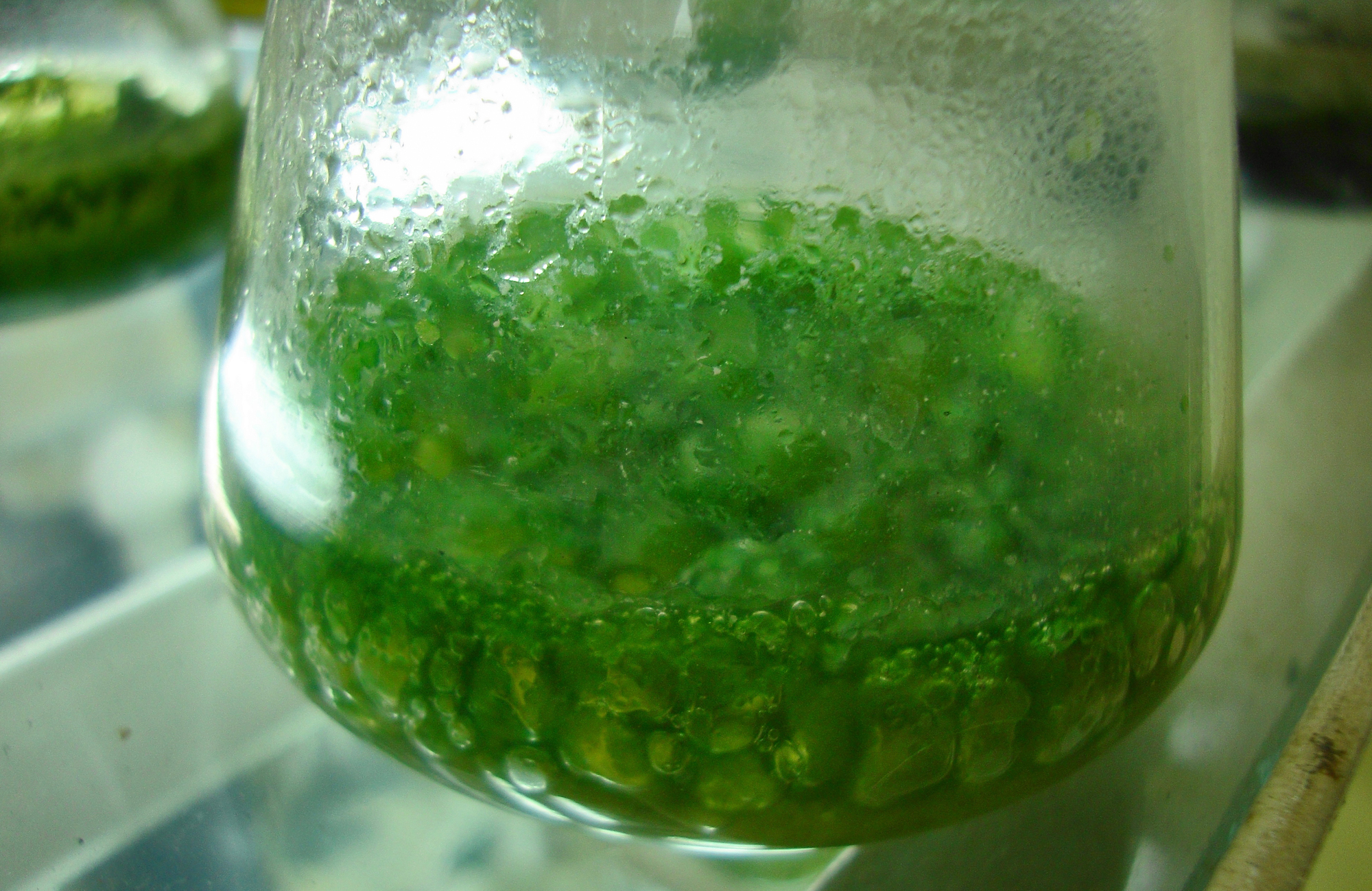 first color of life on earth modern cyanobacteria