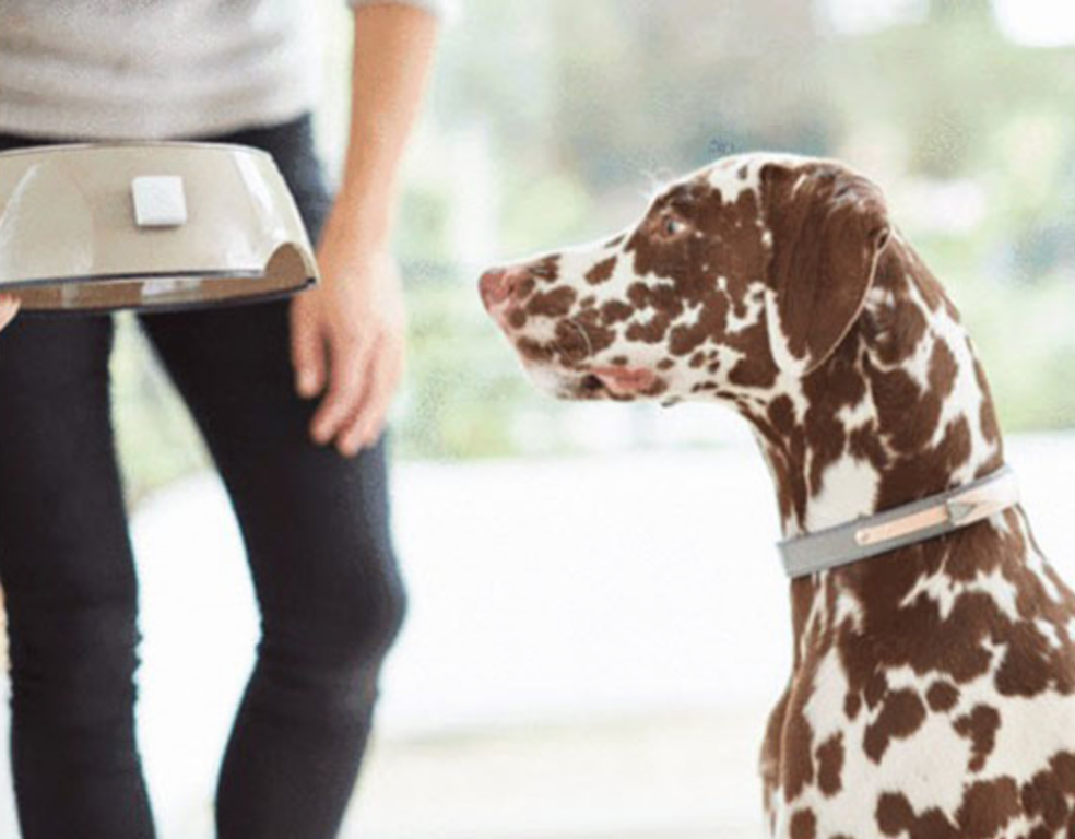 pet products dog collar