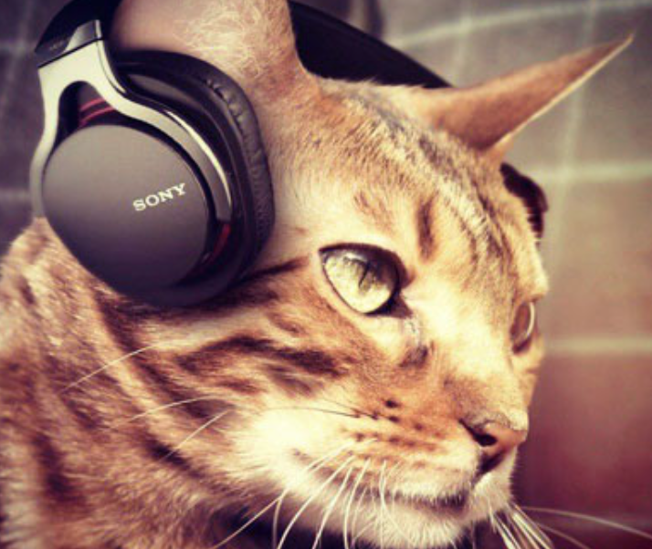 pet products cat music