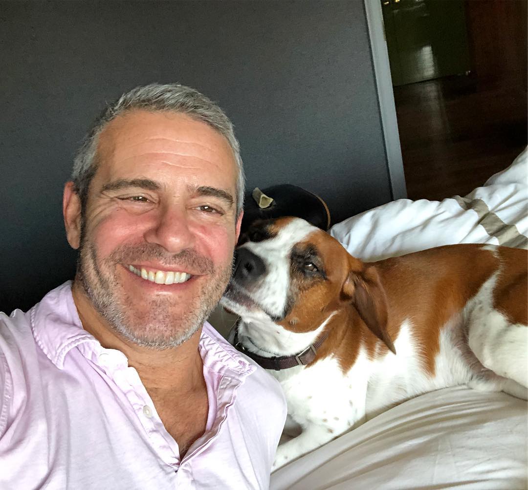 andy cohen gay celebrity pets
