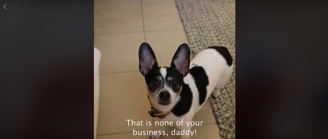 hunky vet dog