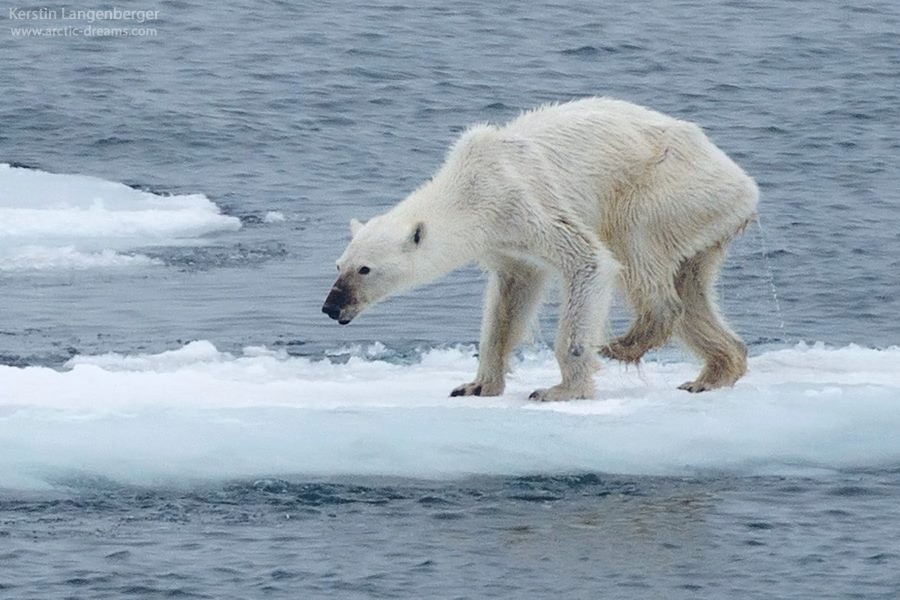 taylor swift polar bear