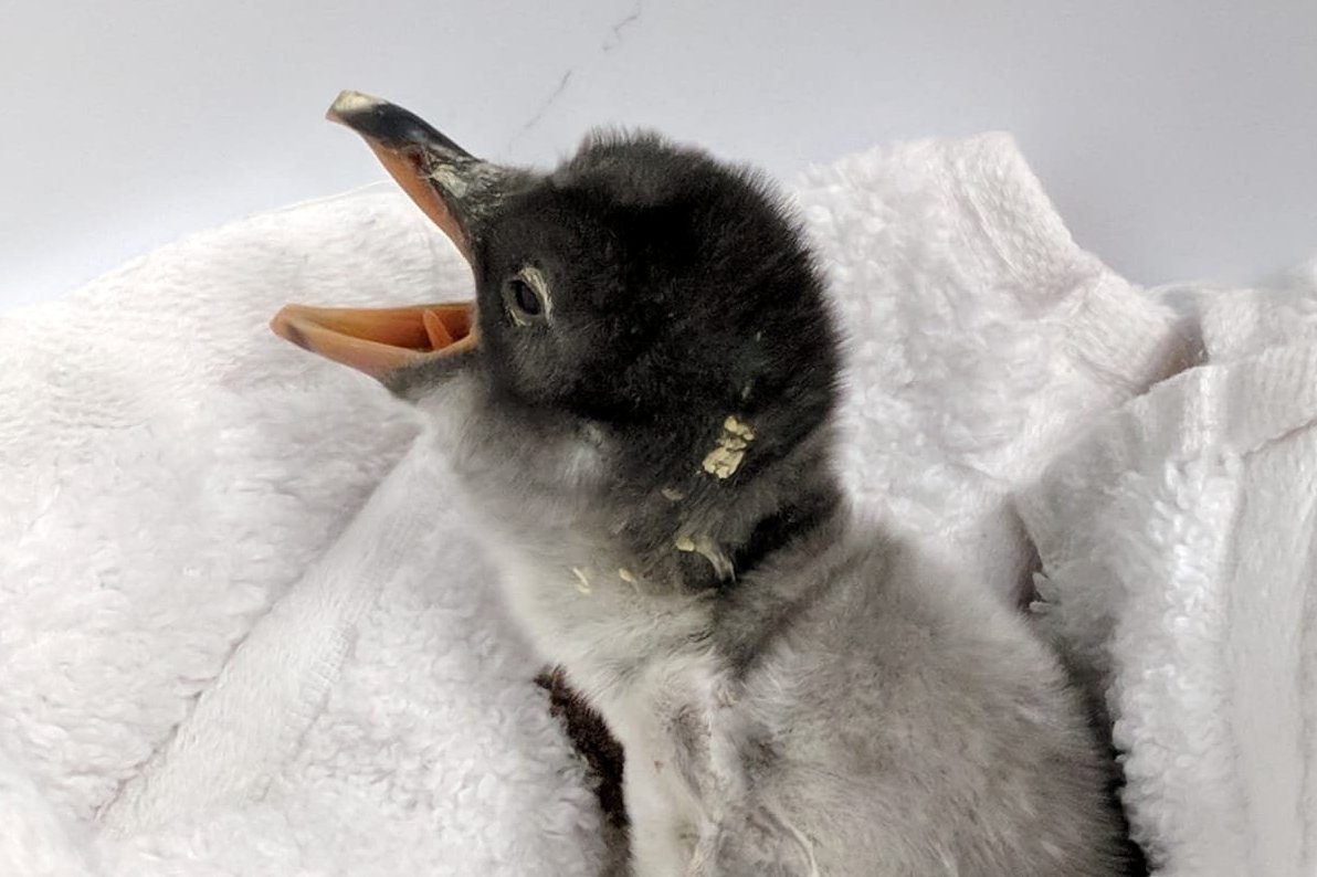 eurovision asia proud boys banned gay penguins